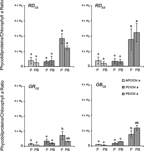 Fig. 7. Phycobiliproteins/chlorophyll a ratio in four strains of G. birdiae. Data were obtained from algae cultivated in different conditions: photosynthetically active radiation, PAR (control), P; and PAR+UV-B (0.08 W m–2), PB. APC/Chl a, allophycocyanin/chlorophyll a; PC/Chl a, phycocyanin/chlorophyll a; PE/Chl a, phycoerythrin/chlorophyll a. Data presented as mean ± SD (N = 3). Treatments with different letters indicate significant differences according to one-way ANOVA and Newman–Keuls test (P < 0.05).