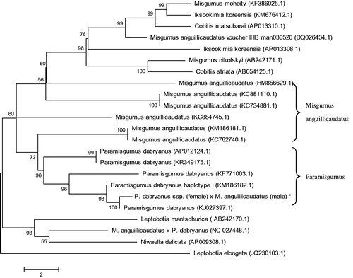Figure 1. Phylogenetic relationship of the hybrid loach of P. dabryanus ssp. (female) and M. anguillicaudatus (male) stock with other loach as inferred by entire mitogenome. *The hybrid loach (accession number: MG735453) in the position of the evolutionary tree. Trees were reconstructed using MEGA 7 program (ver. 7.0.26) with neighbour-joining method. Numbers above branches are bootstrap values by 1000 replicates. The phylogenetic tree showed that the hybrid loach to be one of Paramisgurnus, and the relationships of M. anguillicaudatus were closer.