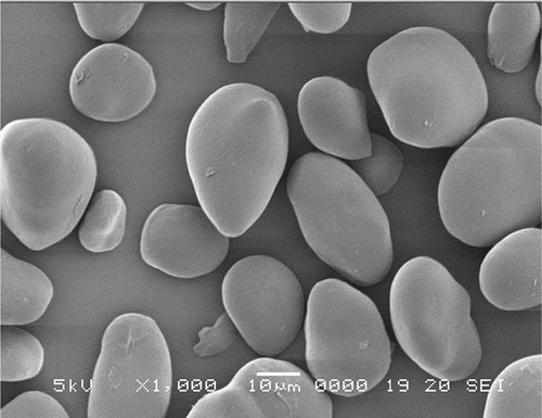 Figure 3. Scanning electron micrographs of acetylated water chestnut starch (aWCS) under 1000× magnification.