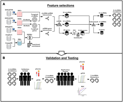 Figure 1 Flow diagram for the identification of immune-related circRNA biomarkers in AIS. (A) DECs, DEMs, DEIRGS were obtained from three different GEO datasets and two publicly accessible databases, and were analyzed by “limma” R package. The ceRNA pairs were predicted using Circbank and Mirwalk online databases, then constructed the ceRNA network. Identification the hub genes of the ceRNA network by centiscape algorithm and were further constructed the sub ceRNA network. The six highly expressed circRNAs were chosen as candidates for further investigation. (B) These six candidate circRNAs analyzed by qPCR and ROC curves in validation sample for functional validation. Finally, two circRNAs biomarkers were used to test the predictive accuracy in replication sample.