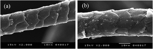 Figure 2. Scanning electron micrographs of (a) raw and (b) pulled wool fibers (×2000).