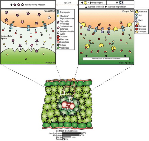 Fig. 1 (Colour online) Diagrammatic representation of events related to carbon acquisition by Ustilago maydis during pathogenic growth in maize (Zea mays). (Bottom panel) Cross-section of a maize leaf, showing that fungal mycelia have penetrated the cuticle and epidermis, growing between and through the mesophyll cells. The upper mycelium is in the process of penetrating the next mesophyll cell while the lower mycelium has penetrated the bundle sheath and has grown between the phloem cells. The white boxes indicate the areas with expanded views. (Upper left panel) Expanded view of mycelium approaching a plant mesophyll cell. Ustilago maydis modifies the host physiology and suppresses defence responses through the action of effectors and phytohormones, while CAZymes act on the cell wall. The approximate proportions, based on the comprehensive U. maydis CAZyme list in Supplementary Table 1, of GH (~76%), CE (~23%) and PL (<1%) enzymes are indicated by the number of coloured stars. These enzymes depolymerize cell wall components, releasing hexose and pentose sugars which are taken up by the fungus via transporters; the proportion of cell wall components are indicated below the lower panel. The text box above this panel indicates increased CWDE activity during infection. (Upper right panel) Expanded view of carbon uptake by a mycelium interacting with the phloem tissue, representing the results of U. maydis creating sink tissue in the leaves. Sucrose moves through the phloem and is available in the leaf vasculature for direct uptake by the fungus via Srt1. Alternatively, sucrose is acted upon by cell wall or vacuolar invertases to yield glucose and fructose, which are transported into the fungus via the monosaccharide sugar transporter Hxt1. The text box above this panel indicates the role of CCR in this process; increased invertase and transporter activity, increase in free sucroses, decrease in sucrose synthesis genes, and an increase in sucrose degradation genes is observed in infected tissue. The switch between methods of carbon acquisition by the fungus, which is indicated by the grey dashed line, could be mediated by CCR systems.