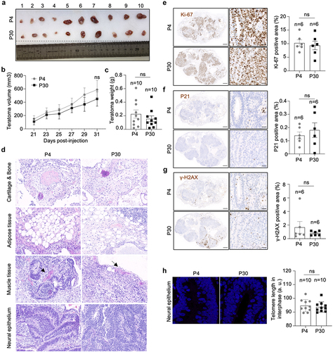 Figure 6. hiPSCs with different telomere length show equal teratoma formation efficiency.