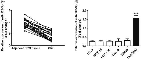 Figure 1. The expression of miR-128-3p significantly down-regulated in the CRC tissues and cells. (A) The levels of miR-128-3p in CRC tissues from 32 patients were quantitatively determined by the RT-qPCR experiments. (B) Quantitatively analysis of the miR-128-3p expression in a series of colorectal cancer cells, including HT29, HCT-15, HCT 116, Caco-2, and SW480 cells, and compared with the normal colorectal epithelial cells HCoEpiC. ***p<.001 vs. the colorectal cancer cells.