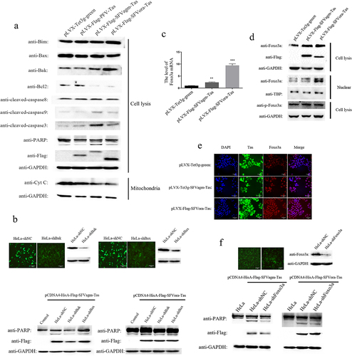 Figure 2. Tas of SFVagm and SFVora activated the mitochondrial apoptosis pathway by upregulating the expression of Foxo3a. The activation of mitochondrial apoptosis pathway-related proteins in SFVagm, SFVora and PFV Tas overexpressing stable cell lines was verified by WB (a). The stable cell lines HeLa-shBak and HeLa-shBax with mitochondria-associated protein Bak and Bax knockdown were verified and HeLa-shNC was used as a negative control (upper panel). Without Bak or Bax expression, the apoptosis induced by either SFVagm or SFVora were all rescued to varying degrees (lower panel), and the scale bars in images of microscope represent 20 µm (b). The expression of Foxo3a was increased by Tas of SFVagm or SFVora, as determined by RT-PCR (c). The regulation of SFVagm or SFVora Tas on the phosphorylation and nucleocytoplasmic distribution of Foxo3a was detected by WB. Although the total amount of Foxo3a increased, the expression level of phosphorylated Foxo3a did not change (d). The expression of Tas (green) in pLVX-Flag-SFVagm-Tas and pLVX-Flag-SFVora-Tas was induced by 1ug/ml Dox, and the expression of Foxo3a was detected by immunostaining with anti-Foxo3a (red). The cell nucleus was stained with DAPI (blue) and the merged data verified the nuclear transportation of Foxo3a, and the scale bars in images of microscope represent 10 µm (e). The stable cell line HeLa-shFoxo3a with Foxo3a knockdown was verified and HeLa-shNC was used as a mock group (upper panel). The cell apoptosis induced by Tas of SFVagm or SFVora was detected upon Foxo3a knockdown (lower panel). Without Foxo3a expression, the apoptosis induced by either SFVagm or SFVora were all rescued to varying degrees, and the scale bars in images of microscope represent 20 µm (f).