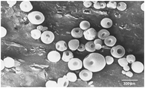 Figure 1. SEM photomicrograph of nizatidine-loaded microballoons.