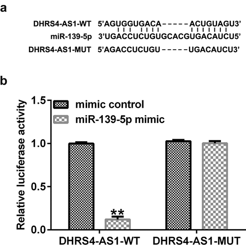 Figure 1. DHRS4-AS1 targets miR-139-5p. (a) The putative binding sites between DHRS4-AS1 and miR-139-5p were predicted using StarBase. (b) A Dual-luciferase reporter assay confirmed the targeted relationship between DHRS4-AS1 and miR-139-5p. **P < 0.01 vs. mimic control. DHRS4-AS1, DHRS4 antisense RNA 1; miR, microRNA.