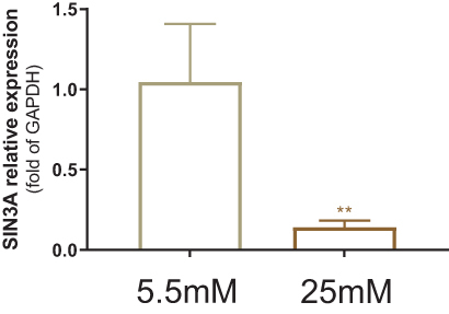 Figure 6 Downregulation of SIN3A expression in HaCaT cells under 25 mM glucose. qRT-PCR analysis demonstrating a significant difference in SIN3A mRNA levels between the 25 mM glucose group (n = 3) and the 5.5 mM glucose control group (n = 3). **P < 0.01, compared to the control group.