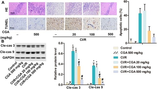 Figure 4 CGA improves the pathological damage of hippocampal neurons and reduces apoptosis in rats with CI/R. Rats were randomly divided into six groups with ten in each group: Control group, CGA group; CI/R group; CI/R + CGA (20 mg·kg−1) group; CI/R + CGA (100 mg·kg−1) group; CI/R + CGA (500 mg·kg-1) group. (A) The pathological damage of neurons in rat hippocampus was measured by H&E staining and the apoptosis of cerebral cortex cells was detected by TUNEL staining. (B) The protein level of BDNF and NGF was measured by Western blotting. Actin was used as internal reference. *p<0.05 vs control group; #p<0.05 vs CI/R group.