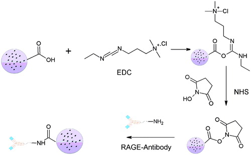 Figure 2. Conjugation reaction between –COOH group of palmitic acid and –NH2 group of RAGE antibody.