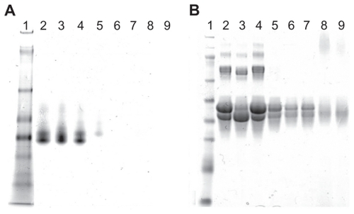 Figure 1 Combination of PEI and OVA. A) Native gel electrophoresis of PEI–OVA particles in different ratios (PEI/OVA w/w). Lane 1, protein marker; Lane 2, OVA; Lane 3, 0.01; Lane 4, 0.02; Lane 5, 0.04; Lane 6, 0.06; Lane 7, 0.08; Lane 8, 0.12; Lane 9, 0.16. B) SDS–PAGE of PEI–OVA particles in different weight ratios. Lane 1, protein marker; Lane 2, OVA; Lane 3, 0.01; Lane 4, 0.02; Lane 5, 0.04; Lane 6, 0.06; Lane 7, 0.08; Lane 8, 0.12; Lane 9, 0.16.Abbreviations: PEI, polyethyleneimine; OVA, ovalbumin; SDS–PAGE, sodium dodecyl sulfate polyacrylamide gel electrophoresis.