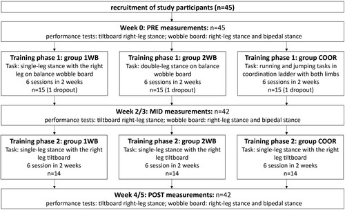 Figure 1. The general study design is shown in this figure. As can be seen, all participants performed an identical training regime during training phase 2, while the groups trained different tasks during training phase 1. All participants were tested in three different testing sessions to assess training gains in response to training phase 1 and training phase 2. (1WB: training with one leg on wobble board; 2WB: training with bipedal stance on wobble board; COOR: group that trained coordination tasks using the coordination ladder)