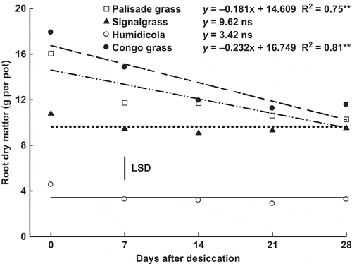 Figure 1 Root dry matter of palisade grass (Brachiaria brizantha (Hochst. ex A. Rich) Stapf) (□), signalgrass (Brachiaria decumbens Stapf) (▲), humidicola (Brachiaria humidicola (Rendle) Schweick) (○) and Congo grass (Brachiaria ruziziensis Germain et Evrard) (●) as affected by time after desiccation with glyphosate. ns = non significant, * = significant (F test, P > 0.05) and ** = significant (F test, P > 0.01). Vertical bar indicates least significant difference (LSD) comparing species (P > 0.05).