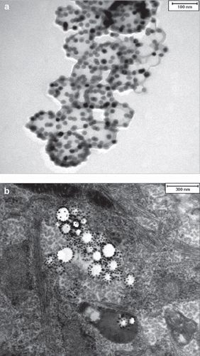 Figure 1. (a) TEM image of particle MU-Wuest 1 (the bar represents 100 nm); (b) representative example of a TEM image of MSC (passage 11) after 24 h incubation with MU-Wuest 1, showing endosomal particle agglomerates. The bar represents 300 nm.