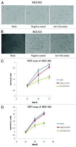 Figure 4. Overexpression of miR-135a inhibits the proliferation of gastric cancer cells in vitro. (A, B) Phase contrast microscopy analysis of MGC-803 cells (A) and BGC-823 cells (B) 48 h post-transfection with 40 nM miR-135a mimic, 40 nM negative control mimic and untransfected control cells; (C, D) MTT assay of MGC-803 cells (C) and BGC-823 cells (D) 24, 48 and 72 h post-transfection with 40 nM miR-135a mimic, 40 nM negative control mimic and untransfected control cells. Data are mean ± SEM of three independent experiments; *p < 0.05 compared with the negative control mimic.