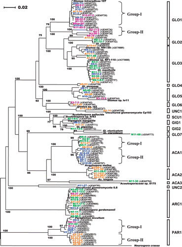 Figure 3  Phylogenetic analysis based on the sequences of a 700–760 bp fragment of arbuscular mycorrhizal (AM) fungal LSU rDNA obtained by the Miscanthus sinensis trap culture using rhizosphere soils collected from Rankoshi (purple), Hazu (blue), Nago (green) and Atsuma (orange). The neighbor-joining tree has been drawn using NJplot. Bootstrap values more than 70% are indicated. Representative sequences from each root sample are incorporated. Clone names are followed by their GenBank accession numbers for the sequences obtained in this study. The accession numbers of the reference sequences are: Glomus intraradices 107, AY639221; Glomus clarum, AJ510243; Glomus manihotis, AM158947; Glomus sp. hr11, AM040407; Glomus sp. rp2, AM040435; Glomus caledonium, AM040317; Glomus mosseae, DQ469129; Glomus etunicatum, AF145749; Scutellospora pellucida, AY639326; Scutellospora sp. hr83, AM040378; Gigaspora margarita, AF396783; Gigaspora gigantea, AY900504; Acaulospora mellea, AY900513; Acaulosporaceae sp. S175, AB206249; Acaulospora longula, AM040293; uncultured glomeromycete 6.8, AY639357; uncultured glomeromycete Cp193, AB206207; Archaeospora gerdemannii, AJ510234; Palaglomus occultum, AJ271713; Neurospora crassa, AF286411.