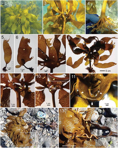 Figs 2–13. Habit and morphology of sporophytes of Eisenia nipponica sp. nov. Fig. 2. Underwater habit of sporophyte. Fig. 3. Upper part of a mature thallus. Fig. 4. Holdfast of dichotomously branched haptera. Figs 5, 6. Juvenile sporophytes. Asterisk shows distal part of primary central blade. Fig. 7. Young (first-year) thallus with developed lateral blades and retaining primary central blade. Asterisk shows eroding apical portion of primary blade. Figs 8–11. Early stage of mature thallus development. Apical portion of the primary blade (asterisk) is lost and the bare side of the cortical and medullary layer of the blade is observed (arrowheads). Upper part of thallus becomes in-rolled to one side, creating a dorsi-ventral morphology. Arrow shows initials of lateral blades. Double arrowhead shows regenerated meristoderm midway along the split blade. Figs 12, 13. Mature sporophyte with developed false branches, showing dorsal side (Fig. 12) and ventral side (Fig. 13) with bare medulla and cortex (arrowheads).
