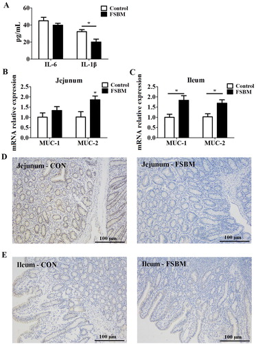 Figure 1. FSBM attenuates inflammation in young piglets. (A) FSBM significantly decreased serum levels of IL-1β, but not IL-6, as assessed by ELISA. (B and C) Real-time PCR indicated that FSBM increased the expression of MUC-2 in the jejunum (B) and MUC-1 and MUC-2 in the ileum (C). Immunohistochemistry analysis of Mac2 expression was used to assess macrophage infiltration (D) FSBM attenuated macrophage infiltration into jejunum compared to that in controls. (E) FSBM attenuated macrophage infiltration into ileum compared to that in controls. FSBM, fermented soybean meal. Bars represent mean ± S.D. (n = 6); *: p < 0.05 vs control group.