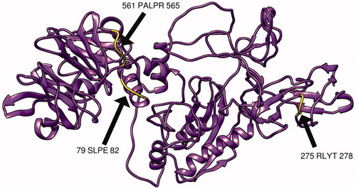 Figure 8. Present 3D structure of metalloproteinase-9 protein visualizing the most promising B-cell peptides that have high surface accessibility and antigenicity scores, using chimera (version 1.14), yellow color indicate the chosen peptides while the purple color indicates the rest of the molecules.