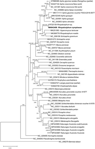 Figure 1. Neighbor joining (10,000 bootstrap repeats) and maximum likelihood (1,000 bootstrap repeats) phylogenetic trees of 48 insect species in the family Aphididae, R. nymphaea (MN943499 and trimmed LR722139 sequence), Rhopalosiphum maidis (MK368778), two Aphis gossypii (MN102349 and NC_024581), Myzus persicae (NC_029727 and KU877171), Acyrthosiphon pisum (NC_011594), Sitobion avenae (NC_024683), Diuraphis noxia (NC_022727), Cavariella salicicola (NC_022682), Schizaphis graminum (NC_006158), Aphis fabae mordvilkoi (NC_039988), Aphis craccivora (NC_031387 and KX447142), Aphis citricidus (NC_043903), Aphis glycines (KT889380 and MK111111), Chaetosiphella stipae (KX822748), Therioaphis tenera (MH643885), Pseudoregma bambucicola (NC_044640), Schizaphis scirpi (MK251073), Hyperomyzus lactucae (MK251063), Hormaphis betula (NC_029495), Cervaphis quercus (NC_024926), Greenidea psidii (NC_041198), Eriosoma lanigerum (NC_033352), Paracolopha morrisoni (NC_045103), Periphyllus acerihabitans (KX765172), Laingia psammae (KX822747), Baizongia pistaciae (NC_035314), Nurudea yanoniella (NC_035313 and MK435595), Nurudea shiraii (NC_035301), Nurudea ibofushi (NC_035311), Schlechtendalia chinensis (NC_032386), Schlechtendalia peitan (NC_035302), Melaphis rhois (NC_036065), Schlechtendalia elongallis (NC_035315), Nurudea choui (NC_035310), Nurudea meitanensis (NC_035316), Schlechtendalia flavogallis (NC_035312), Kaburagia rhusicola ovatirhusicola (MF043985), Kaburagia rhusicola ensigallis (MF043984), Kaburagia rhusicola ovagallis (MF043986), Kaburagia rhusicola rhusicola (MF043987), Mindarus keteleerifoliae (NC_033410), Appendiseta robiniae (NC_042165), and Bemisia tabaci (NC_006279) as an outgroup. Phylogenetic tree was drawn based on neighbor joining tree. The numbers above branches indicate bootstrap support values of neighbor joining and maximum likelihood phylogenetic trees, respectively.