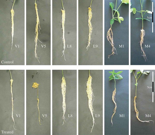 Figure 2. Comparison of the root between the control and NaCl-treated plants in each accession.