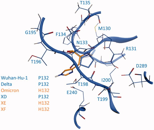 Figure 8. Comparison between SARS-CoV-2 3CL protease (Mpro) from crystal structure 6Y2E (blue) and homology models of Mpro from five different SARS-CoV-2 variants, reported in Table 1: the focus is on residue 132 (either proline or a histidine) of SARS-CoV-2 Mpro and homology models of Delta, Omicron, XD, XE and XF variants Mpro.
