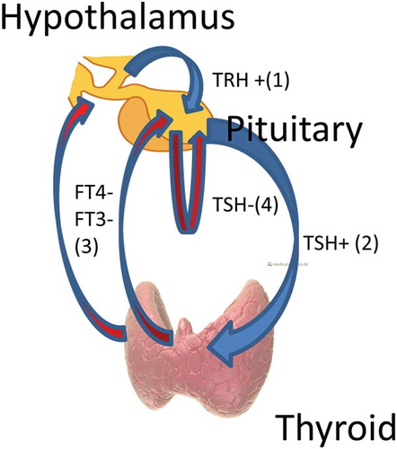 Figure 1. Thyroid regulation. Blue arrowheads/+ indicate stimulation, red arrowheads/- indicate inhibition. Hypothalamic TRH stimulates pituitary TSH (1) which stimulates thyroid hormone (predominantly FT4, but also FT3) production from the thyroid gland (2). FT4 and FT3 feedback negatively on the hypothalamus and pituitary, reducing levels of TRH and TSH (3). There is also negative feedback by TSH on its own production by the pituitary, i.e. TSH autoregulation (4).