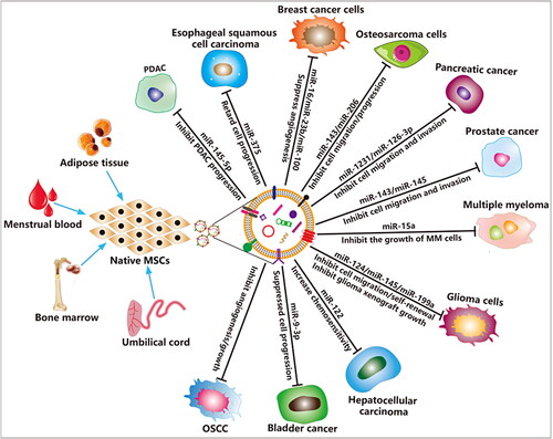 Figure 3. MSCs derived EVs for cancer therapy. The EVs derived from MSCs carry a variety of bioactive molecules that play an effective anti-tumor efficacy in various cancer diseases. EVs derived from MSCs are also ideal candidates for engineered EVs.