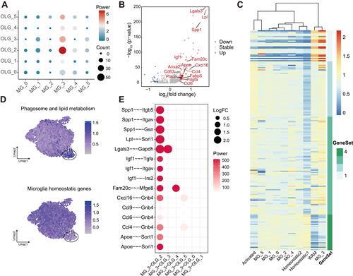 Figure 3 Cell–cell interactions between microglia and OLGs in aged CNS. (A) Dot plot depicting the interactions between different subclusters in microglia and OLGs regarding GO term immune response (GO:0006955), using DEGs for each subcluster in aged brain. Node color and size represented the strength and the count of interaction pairs, respectively. (B) Volcano plot showing the cytokines acting on OLG C2 subset released by microglia C3 subset. DEGs compared with other microglia subclusters (|log2 fold change| > 0.5 and Bonferroni adjusted P-value < 0.05) were colored, red for upregulation and blue for downregulation. (C) Heatmap of the average expression of white matter associated microglia (WAM) signature genes (Geneset 1–4) for each microglia subcluster, along with the populations mentioned by Safaiyan et al. Values were normalized per gene. (D) Expression profiles of phagosome and lipid metabolism related genes and homeostatic genes in microglia were shown with Uniform manifold approximation and projection (UMAP) visualization approach. (E) Dot plot depicting gene pairs between microglia and OLGs, along with all their co-occurring cell–cell interactions. DEGs for each subcluster in aged were used. Dot size represented the strength of gene pairs using the sum of log2 fold change of related genes and dot color meant the aggregated confidence for gene pairs.