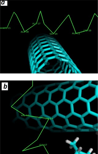 Figure 7 α-syn residues surrounding SWCNT in the absence (A) and presence of vitamin K1 (B) are displayed with numbers within 4 Å.
