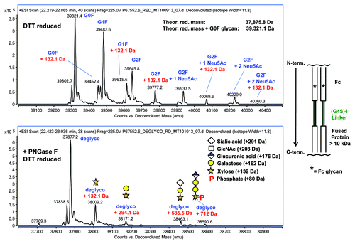 Figure 1. Top Panel: LC-MS of the DTT reduced Fc-fusion protein. In addition to the expected Fc glycans, other species with a +132 Da mass addition were observed. Bottom Panel: LC-MS of the PNGase F/ DTT reduced Fc-fusion protein. With reduced complexity, species of +132 Da, +294 Da, +585 Da, and +712 Da were now observed, some of which are intermediates of the GAG biosynthetic pathway. A simple schematic of the Fc-fusion construct is shown to the right of the panels.