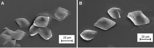 Figure 1 Scanning electron micrographs of PLLAsc (A) and APLLAsc (B).Notes: A drop of PLLAsc and APLLAsc suspensions in isopropanol was deposited on the sample holder. The magnitude scale bars are indicated.Abbreviations: PLLAsc, poly(l-lactide) single crystals; APLLAsc, amino-functionalized poly(l-lactide) single crystals.
