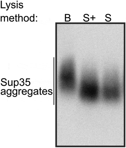 Figure 5. The cell lysis technique may affect the size of Sup35 aggregates. B, cell lysis with beads, S, spheroplast lysis, S+, modified spheroplast lysis with PMSF added to the spheroplasting buffer. The OT56 strain was used for this experiment