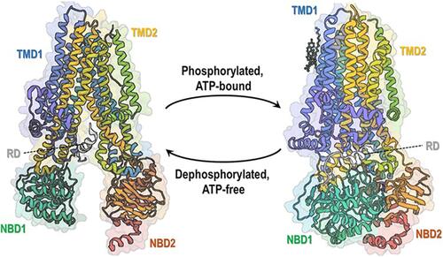 Figure 1 Current understanding of CFTR structure. Reprinted from Pinto MC, Silva IAL, Figueira MF, Amaral MD, Lopes-Pacheco M. Pharmacological Modulation of Ion Channels for the Treatment of Cystic Fibrosis. J Exp Pharmacol. 2021;13:693–723. Copyright © 2021 Pinto et al. This work is published and licensed by Dove Medical Press Limited.Citation99 CFTR structure is composed of five functional domains: two transmembrane domains (TMD1 and TMD2), two nucleotide-binding domains (NBD1 and NBD2) and an intrinsically disordered regulatory domain (RD). Ribbon diagram of two conformations of human CFTR: dephosphorylation, ATP-free conformation (left, PDB: 5UAK) (data from Liu et al 2017)Citation100 and phosphorylated, ATP-bound conformation (right, PDB: 6MSM) (data from Zhang et al 2018).Citation101 Notably, only a small portion of RD is depicted as most of its structure remains undetermined due to being intrinsically unstructured.