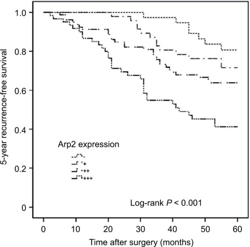 Figure 3 Kaplan–Meier curve analysis of the 5-year RFS of BUC patients stratified by Arp2 expression.Note: Increased Arp2 expression was associated with a shortened 5-year RFS (log-rank test, P < 0.001).Abbreviations: Arp2, actin-related protein 2/3 complex subunit 2; BUC, bladder urothelial carcinoma; RFS, recurrence-free survival.