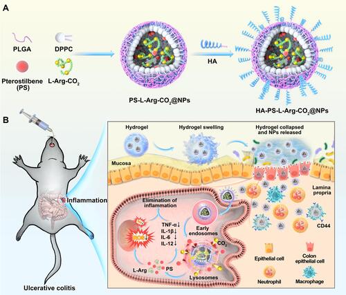 Figure 1 Schematic illustration of orally targeted delivery of L-Arginine based pH-activated “nano-bomb” carrier in hydrogel for site-specific treatment of ulcerative colitis. (A) PS-L-Arg-CO2@NPs (NPs) with pH-activated “nano-bomb effect” were fabricated by double-emulsion technique. Then, the nanoparticles were linked with hyaluronic acid (HA) to endow their active targeting ability (HA-PS-L-Arg-CO2@NPs, HA-PS@NPs). (B) HA-PS@NPs were loaded in chitosan/alginate hydrogel for site-specific treatment of ulcerative colitis by regulating gene silencing and the level of reactive oxygen species (ROS) via oral administration.