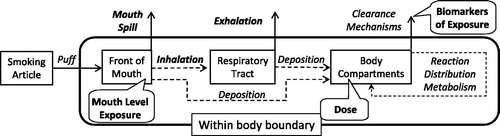 Figure 2. Disposition of smoke constituents from smoking article through the human body.