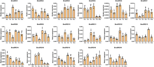 Figure 7. The relative expression levels of BnaSROs in rapeseed leaves after a different number of days of water deficit drought treatment. The expression levels were calculated based on the 2−ΔCT method relative to the internal reference gene. The bars represent the mean ± SD (n = 3). The different letters indicate significant differences at p < 0.05 according to Duncan’s test.