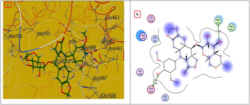 Figure 9. The (a) 3D and (b) 2D interaction mode of the ligand (Etoposide) within topoisomerase II binding pocket (PDB code 4GWK). The pink dot arrow represents H-bond.