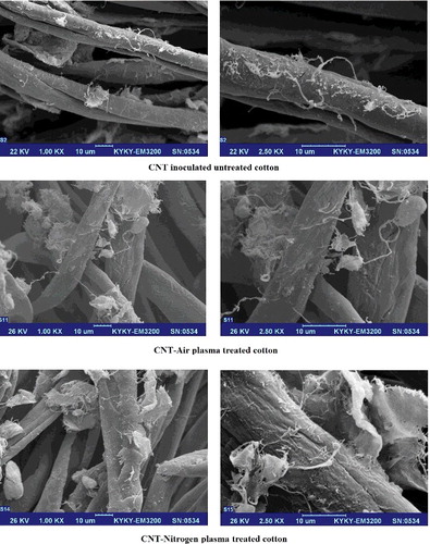 Figure 3. SEM images of CNT inoculated cotton before and after plasma treatment.