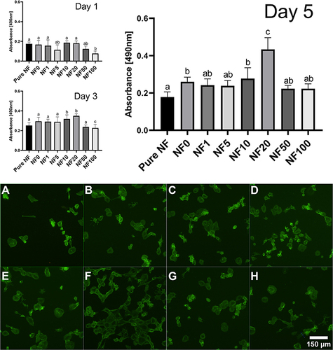 Figure 5 Stimulation of cell growth by human platelet lysate (hPL). The graph represents the cells’ metabolic activity/viability measured after 1, 3, and 5 days in presence of NF coated with hPL in different concentrations (v/v). Mean ±S.D. (n=6). The superscript letters above the columns (A-C) denote significant differences between samples that do not share the same superscript (p<0.05). The cells cultured with pure NF (A), NF0 (B), NF1 (C), NF5 (D), NF10 (E), NF20 (F), NF50 (G) and NF100 (H) were stained with Atto 488-conjugated phalloidin (green); observed under the Olympus X71 microscope.