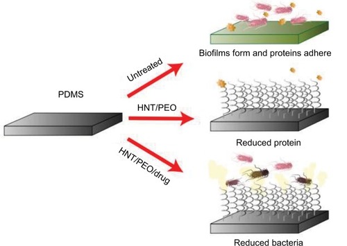 Figure 12 A graphic representation of untreated and treated PDMS surfaces and the biological effects in vitro.