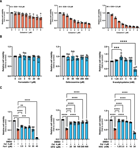 Figure 6 Celastrol inhibited proliferation and ferroptosis inhibitors interfered with celastrol-induced death in HCC cells. (A) Cell viability of HepG2 cells treated with varying concentrations of celastrol (ranging from 0 to 8 μM) for different periods (12, 24, and 36 h). (B) Cell viability of HepG2 cells treated with different concentrations of Fer-1, DFO, and NAC alone. (C) Cell viability of HepG2 cells cotreated with different concentrations of Fer-1, DFO and NAC with celastrol (4 μM). The CCK8 assay was used to measure cell viability. One-way ANOVA analysis was used to compare the differences among groups. All data are representative of five independent experiments, and the values are expressed as the mean ± SD. **p < 0.01, ***p < 0.001, ****p<0.0001.