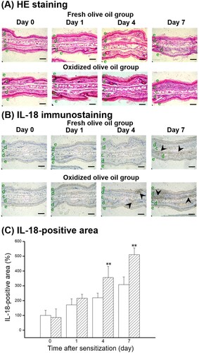 Figure 2. Histological change and IL-18 expression after CHS sensitization. (A) HE staining. (B) IL-18 immunostaining. (C) IL-18-positive area. The arrowheads represent sites of IL-18. The letters e, d, and c represent epidermis, dermis, and cartilage, respectively. Scale bars, 100 μm. Day 0 means just before sensitization. Fresh olive oil (Display full size) and oxidized olive oil (Display full size). The values are mean ± SD (n = 4–5). **P < .01 vs. the fresh olive oil group.