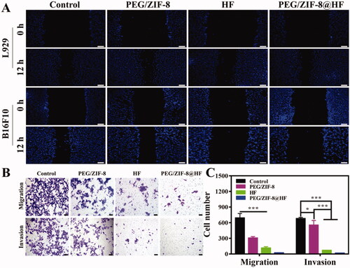 Figure 4. Scratch healing ability of L929 cells and B16F10 cells cultured on PEG/ZIF-8, HF, and PEG/ZIF-8@HF, the scale bar is 100 µm (A); migration and invasion ability of B16F10 cells cultured on PEG/ZIF-8, HF, and PEG/ZIF-8@HF, the scale bar is 50 µm (B), and the corresponding quantitative analysis, *p<.05, ***p<.001 (C).