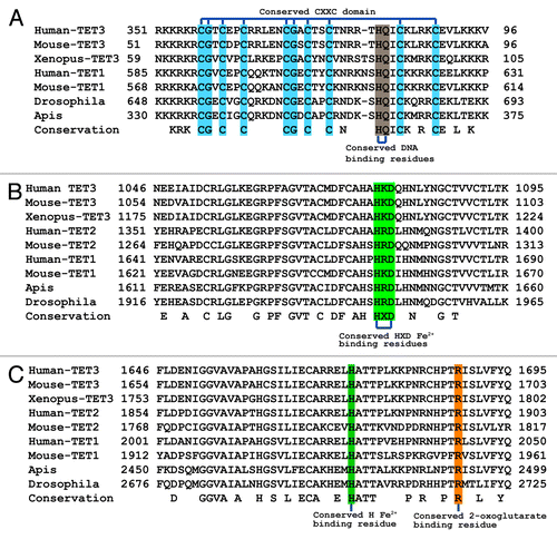 Figure 2. Alignment of the conserved residues from the functional domains of TET proteins from diverse multicellular organisms. (A) Alignment of the CXXC DNA binding domains from human, Xenopus tropicalis, Mus musculus, Drosophila melanogaster, and Apis mellifera TET genes. Conserved domain residues are highlighted in blue. The residues predicted to play a role in DNA binding from previous crystal structure data of MLL1 and Cfp1 are indicated in brown. (B and C) Alignment of the conserved HxD and H residues of the Fe2+ and 2-oxoglutarate binding sites comprising the active site from human, Xenopus, mouse, Drosophila, and Apis TET genes. The conserved catalytic residues are indicated in green and orange.