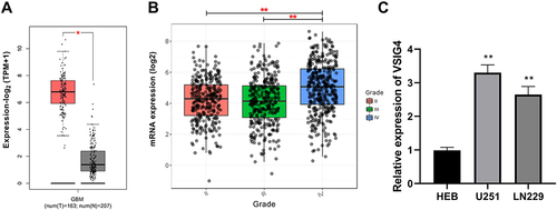 Figure 1 High expression of VSIG4 in GBM. (A) VSIG4 was overexpressed in GBM tumor tissues by analysis in the GEPIA database; (B) VSIG4 expression was significantly different in different grades of GBM by analysis in the GlioVis database; (C). RT-qPCR was used to detect the expression of VSIG4 in HEB, U251 and LN299 cells. RT-qPCR assay was repeated 5 times.