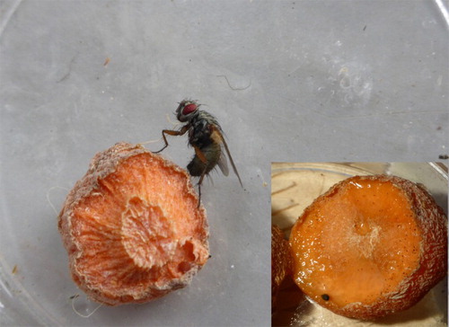 Figure 3. (Colour online) Female O. pallipes depositing eggs on a piece of carrot; inset: piece of carrot covered with eggs of O. pallipes (tiny black spots on right side of carrot).