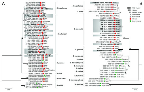 Figure 1. Molecular phylogenetic tree generated in this study by Maximum Likelihood based on Kimura 2- parameter (K2P + G) for CAL data set (A) and Tamura 3-parameter (T92 + I) for ITS1/2 + 5.8S data set (B) of S. schenckii complex species. The percentage of replicate trees in which the associated taxa clustered together in the bootstrap test (1,000 replicates) is shown next to the branches (Bootstrap support values > 70% are indicated in bold). GenBank accession numbers are indicated next to strain code. Strains used in this study are indicated in bold type.