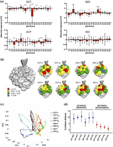 Figure 7. (a) Mean response difference across subjects between the responses of single glomeruli to H- and D-isotopomers (s.d.) (paired-sample t-test, *, **, ***). (b) Odourant-induced response maps classified in 4 groups: high activation: (red); low activation: (yellow); no activity: (green); inhibition: (blue); glomeruli in grey were not included in the analysis. (c) PCA of AL response dynamics elicited by the odourants during 1 s stimulus exposure and 1 s post-stimulus phase. Arrows indicate the temporal order of signal build-up and decay. (d) Mean Euclidean distances s.d. between different pairs of odourants (blue) and within pairs of isotopomers (red). Figure from [Citation90]